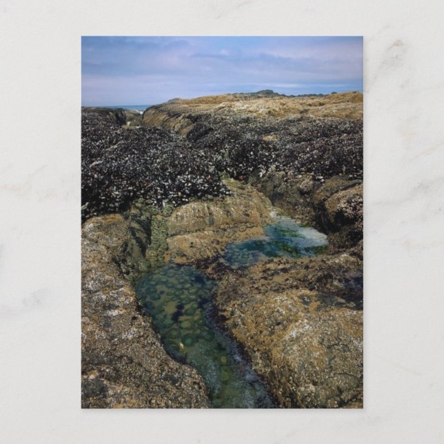 Tide Pools at Bob Creek, OR Postcard (Front)