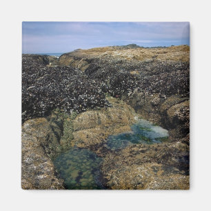 Tide Pools at Bob Creek, Oregon Magnet