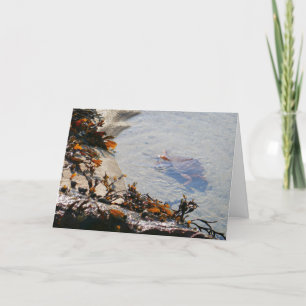 Tidepool at Sand Beach Card