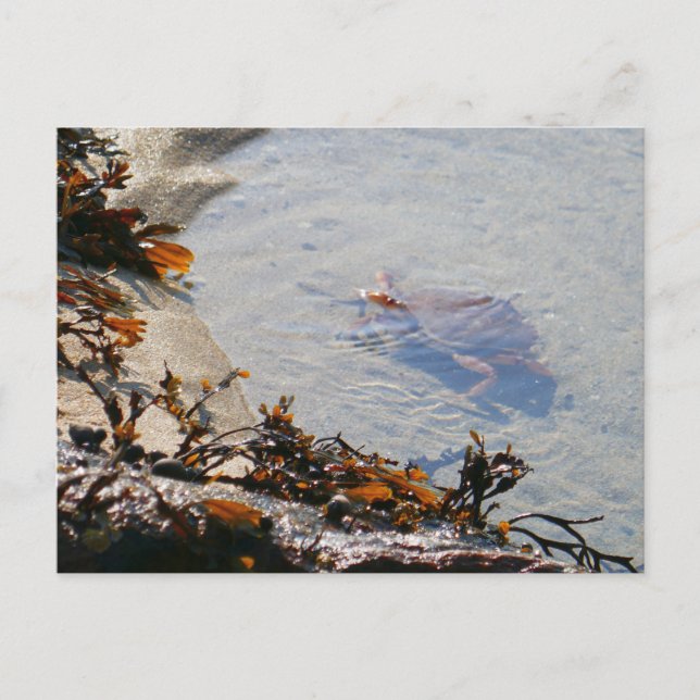 Tidepool at Sand Beach Postcard (Front)