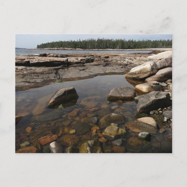 Tidepool at Wonderland in Acadia National Park Postcard (Front)