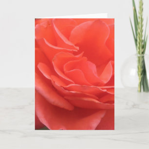 Tides of Peach Rose Flower Photo Greeting Card