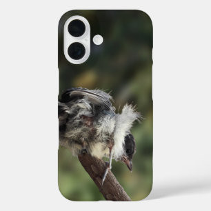 Tidi my Bird the Parus Major iPhone 16 Case