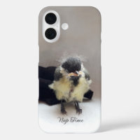Tidi my Bird the Parus Major