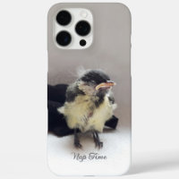 Tidi my Bird the Parus Major