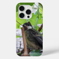 Tidi my Bird the Parus Major