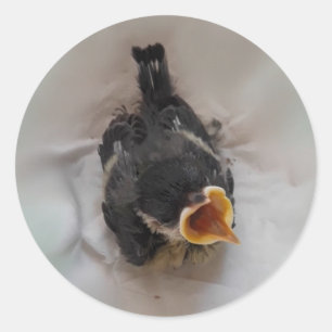 Tidi my Bird the Parus Major Classic Round Sticker