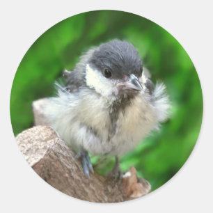 Tidi my Bird the Parus Major Classic Round Sticker