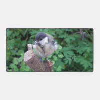 Tidi my Bird the Parus Major