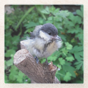 Tidi my Bird the Parus Major Glass Coaster