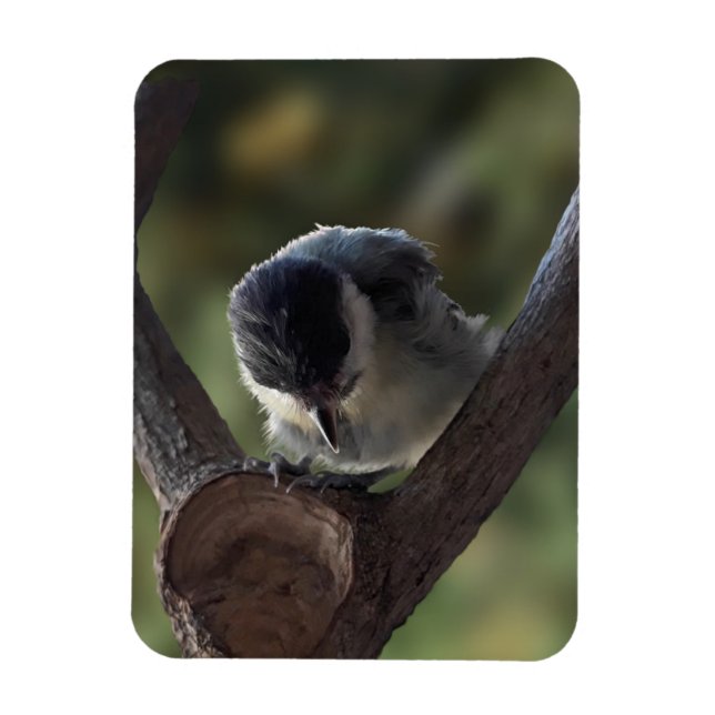 Tidi my Bird the Parus Major Magnet (Vertical)