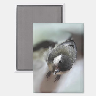 Tidi my Bird the Parus Major Magnet