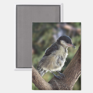 Tidi my Bird the Parus Major Magnet