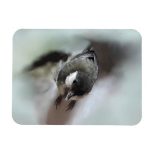 Tidi my Bird the Parus Major Magnet