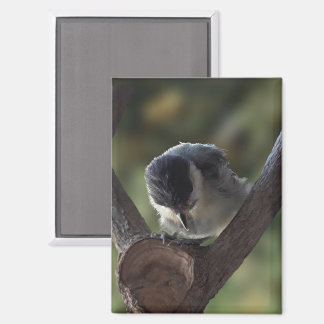 Tidi my Bird the Parus Major Magnet