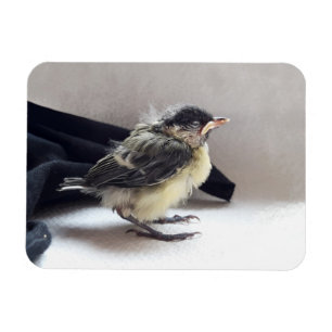 Tidi my Bird the Parus Major Magnet