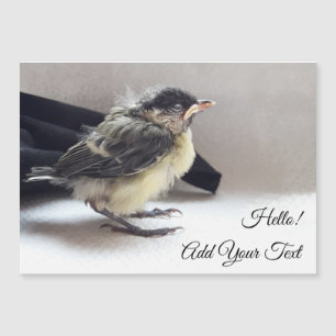Tidi my Bird the Parus Major Magnetic Card