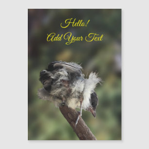 Tidi my Bird the Parus Major Magnetic Card