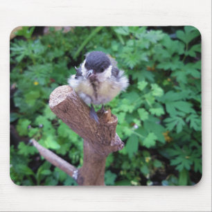 Tidi my Bird the Parus Major Mouse Pad