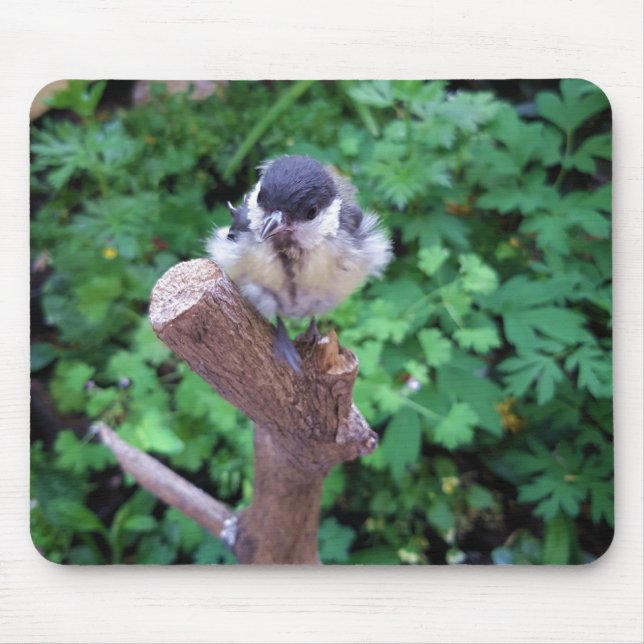 Tidi my Bird the Parus Major Mouse Pad (Front)