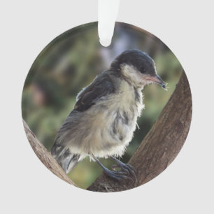 Tidi my Bird the Parus Major Ornament