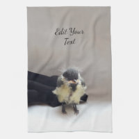 Tidi my Bird the Parus Major