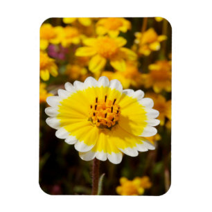 Tidy Tip Wildflowers Magnet