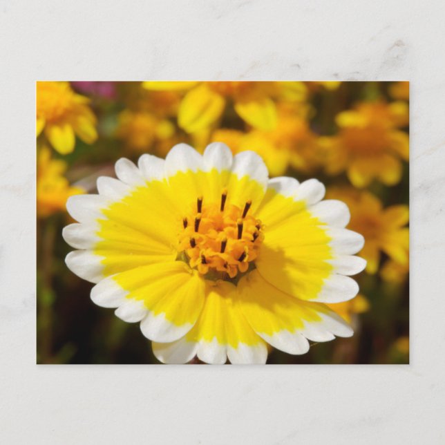 Tidy Tip Wildflowers Postcard (Front)