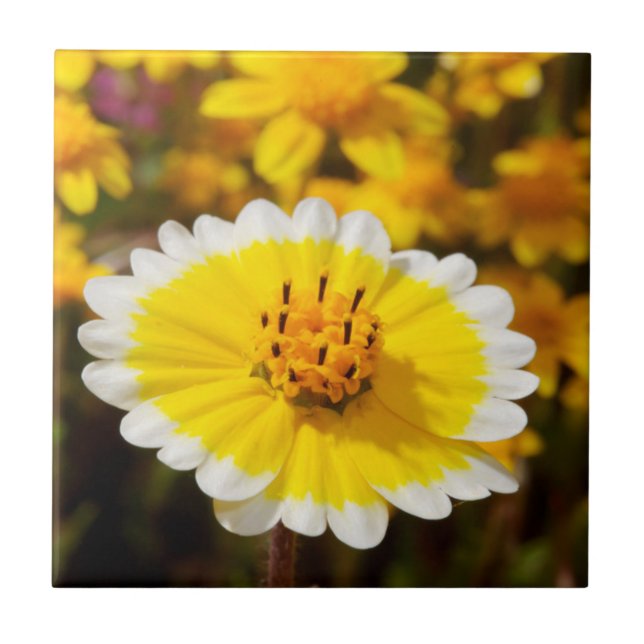 Tidy Tip Wildflowers Tile (Front)