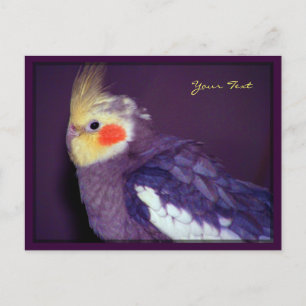 Tiel Postcards