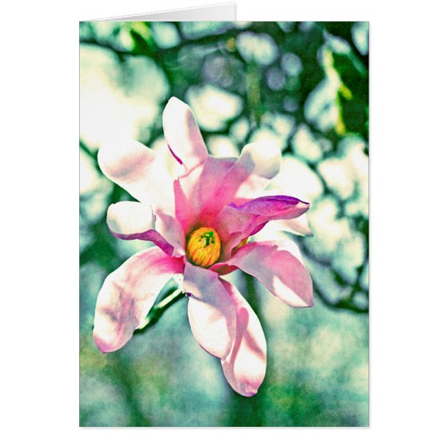 Tiffany Magnolia (Front)