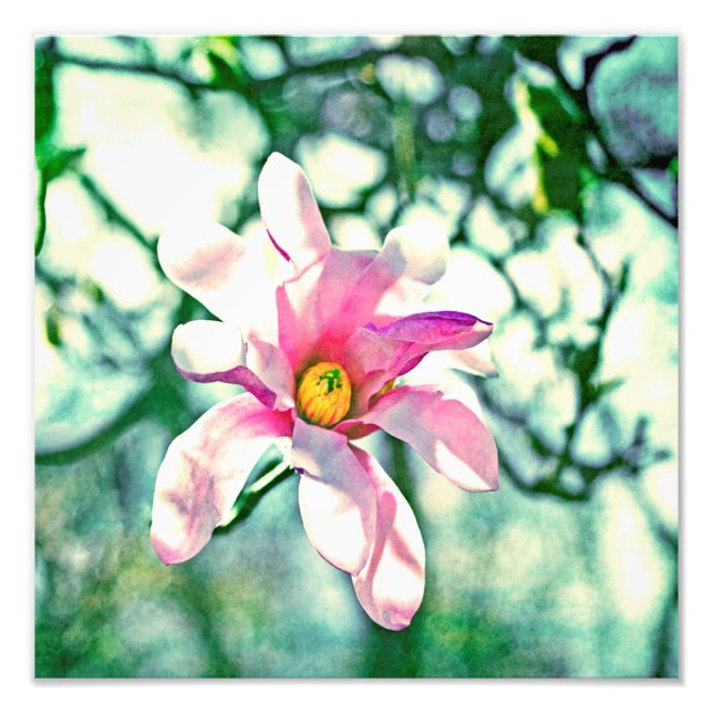Tiffany Magnolia Photo Print (Front)