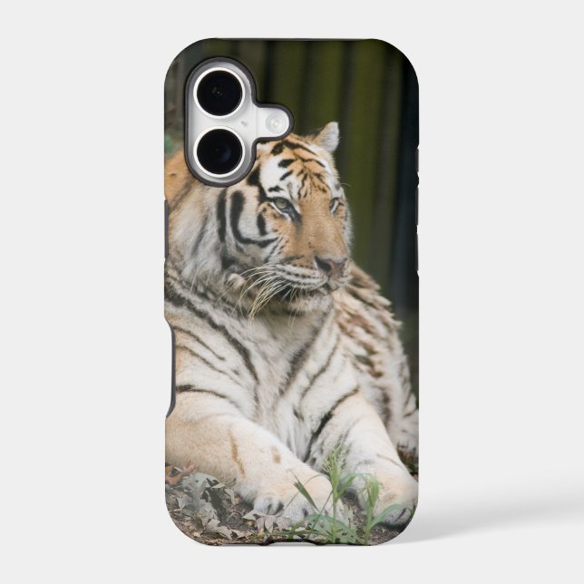 Tiger (Back)