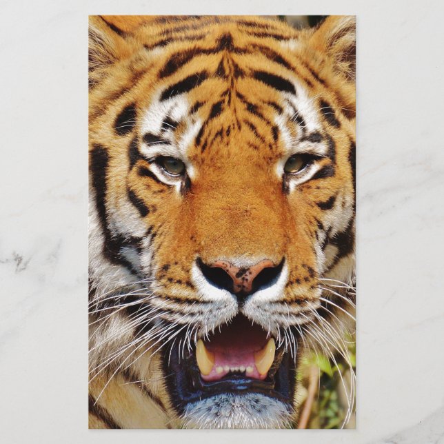 Tiger (Front)