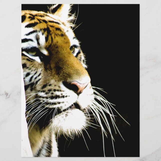 Tiger (Front)
