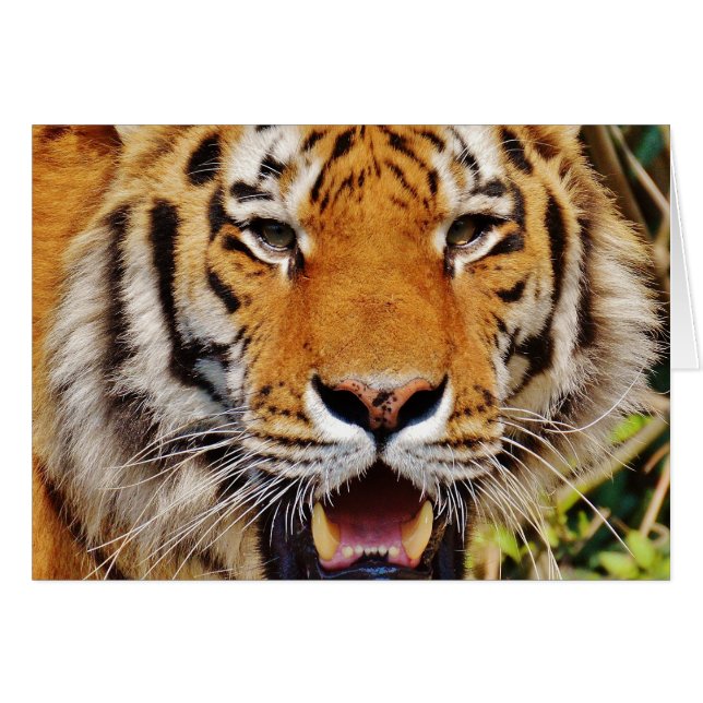 Tiger (Front Horizontal)