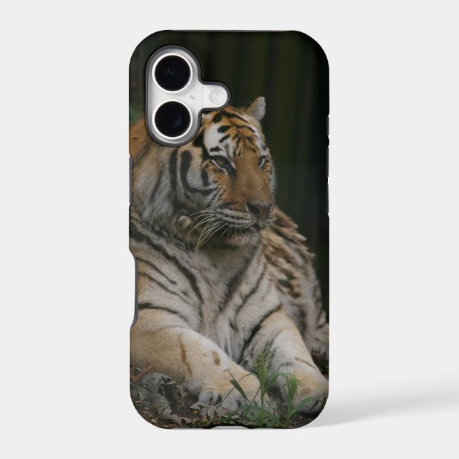Tiger (Back)