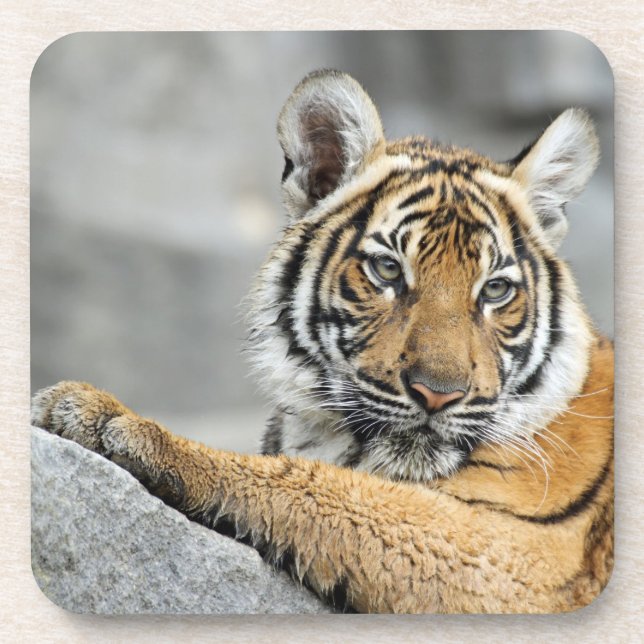 Tiger016 Coaster (Front)