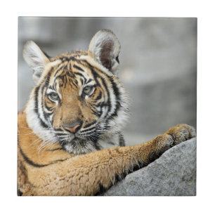 Tiger017 Ceramic Tile