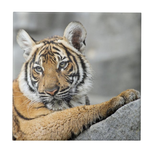 Tiger017 Ceramic Tile (Front)