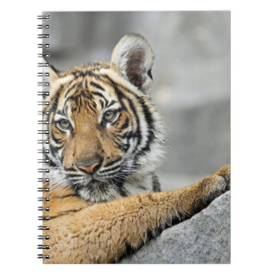 Tiger017 Notebook
