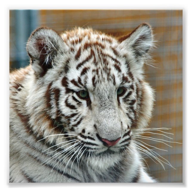 Tiger20151001 Photo Print (Front)