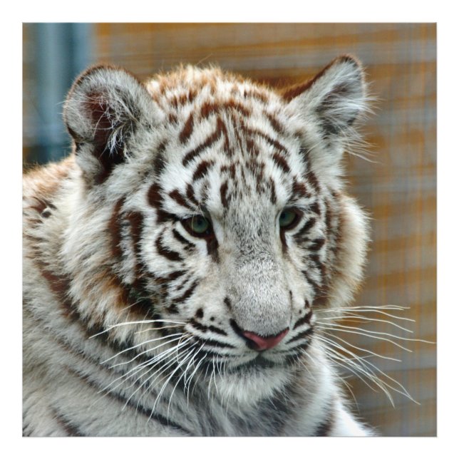 Tiger20151001 Photo Print (Front)