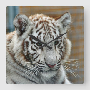 Tiger20151001 Square Wall Clock