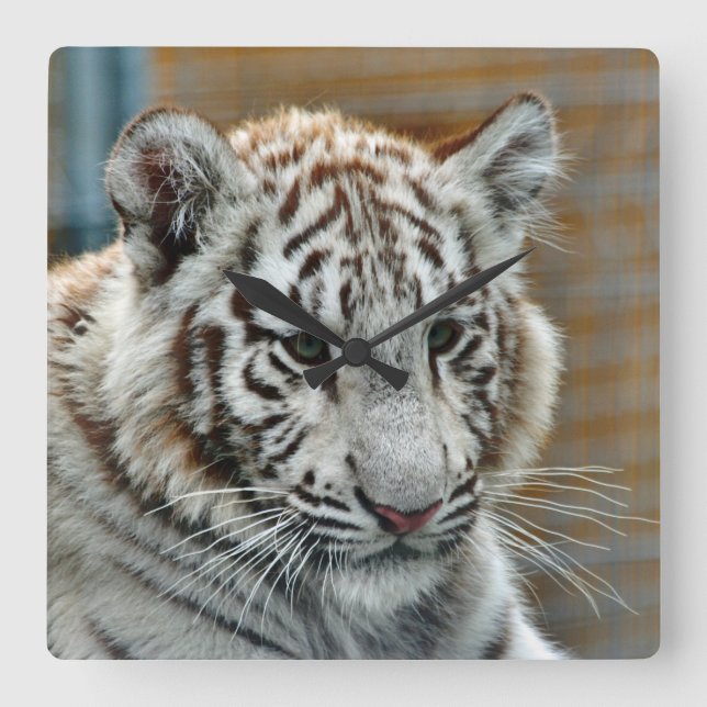 Tiger20151001 Square Wall Clock (Front)