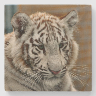 Tiger20151001 Stone Coaster
