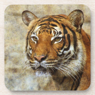Tiger20151202 Coaster