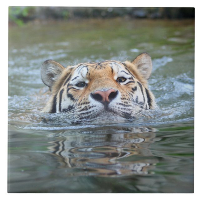 Tiger20160201 Ceramic Tile (Front)