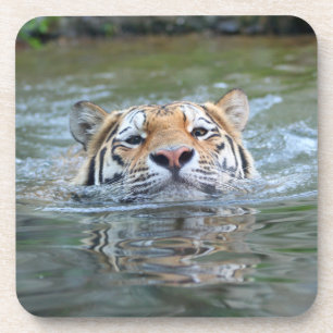 Tiger20160201 Coaster
