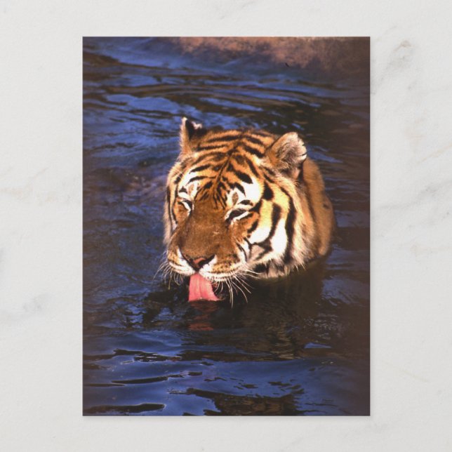 Tiger2 Postcard (Front)